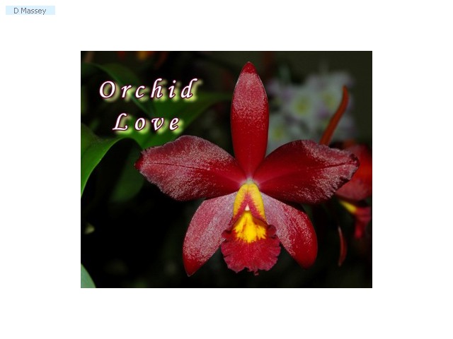 Orchid Love